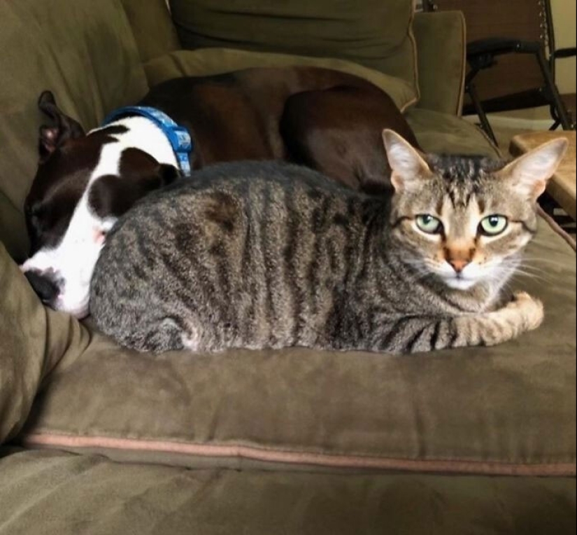 A pit bull lives among cats, and considers himself one of them
