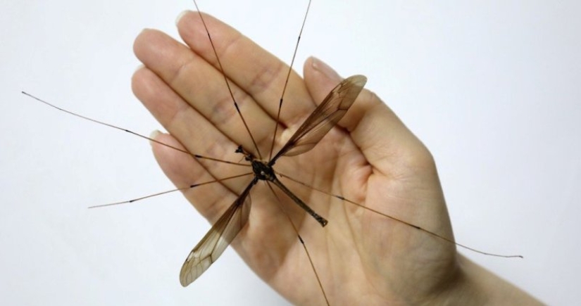 A record-breaking mosquito of frightening size has been discovered in China