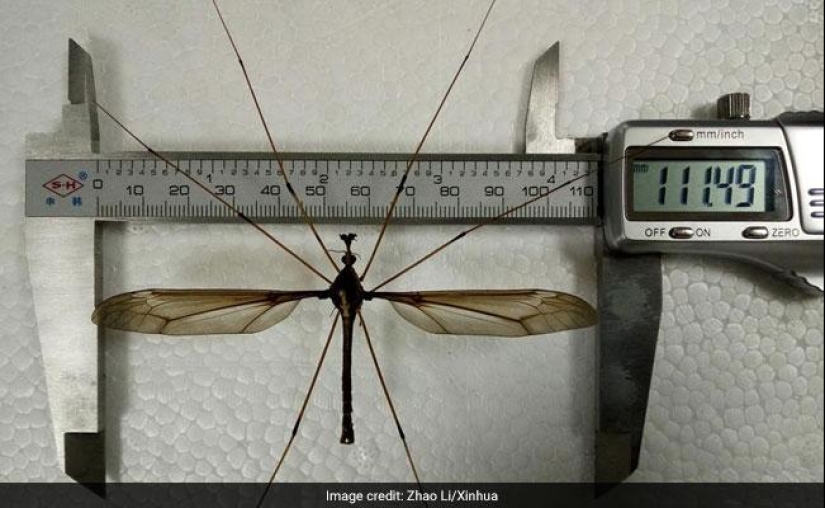 A record-breaking mosquito of frightening size has been discovered in China