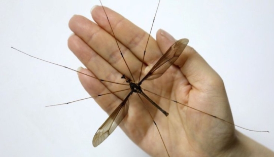 A record-breaking mosquito of frightening size has been discovered in China