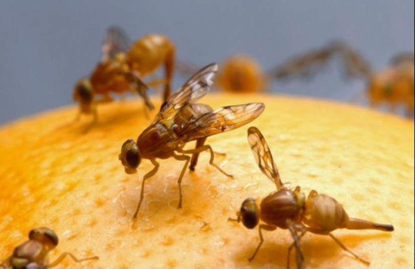 A revelation that will change your relationship to food, or Where in the apartment gnats come from?
