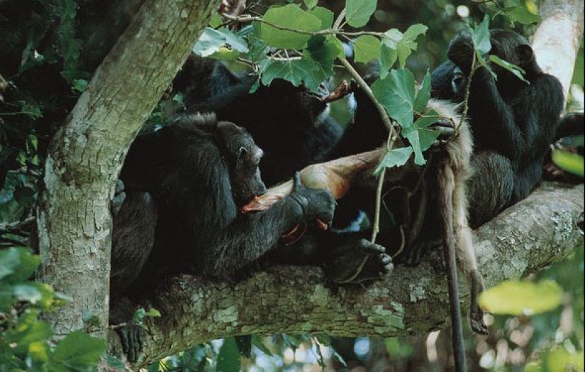 A todas las personas: cómo dos clanes de los chimpancés dio 4 años de sangrienta guerra