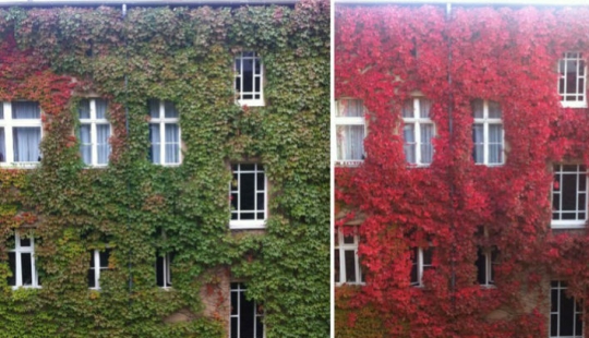 A wonderful dozen amazingly beautiful autumn transformations