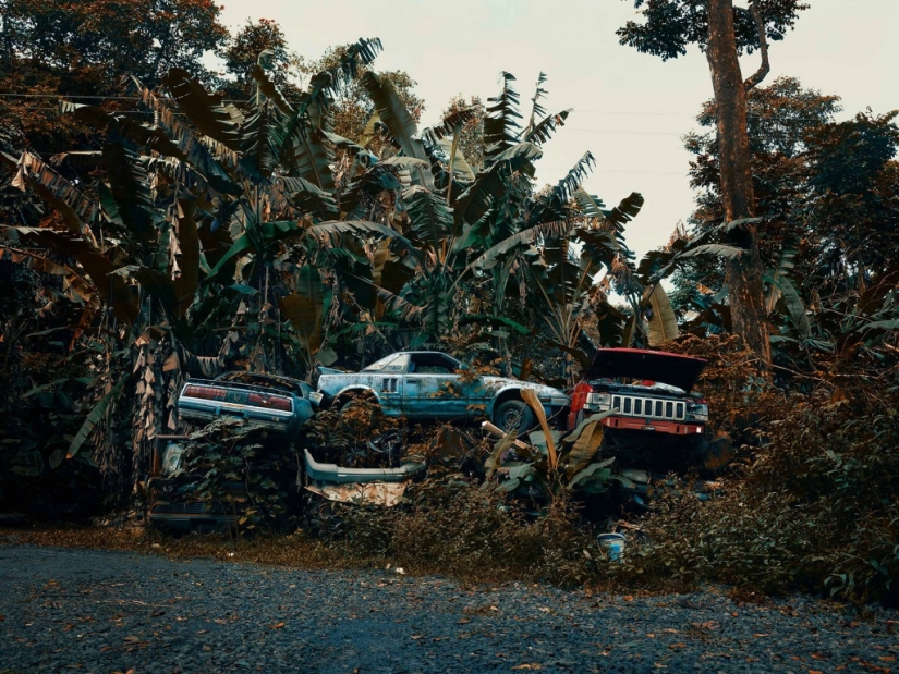 Abandoned cars in the Hawaiian jungle: a photographic project of Thomas Strigelsky