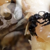 Abejas buitre “incorrectas” que se alimentan de carroña y producen la “miel correcta”