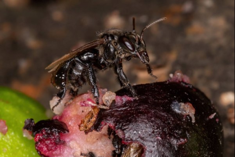 Abejas buitre “incorrectas” que se alimentan de carroña y producen la “miel correcta”