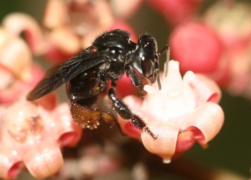 Abejas buitre “incorrectas” que se alimentan de carroña y producen la “miel correcta”