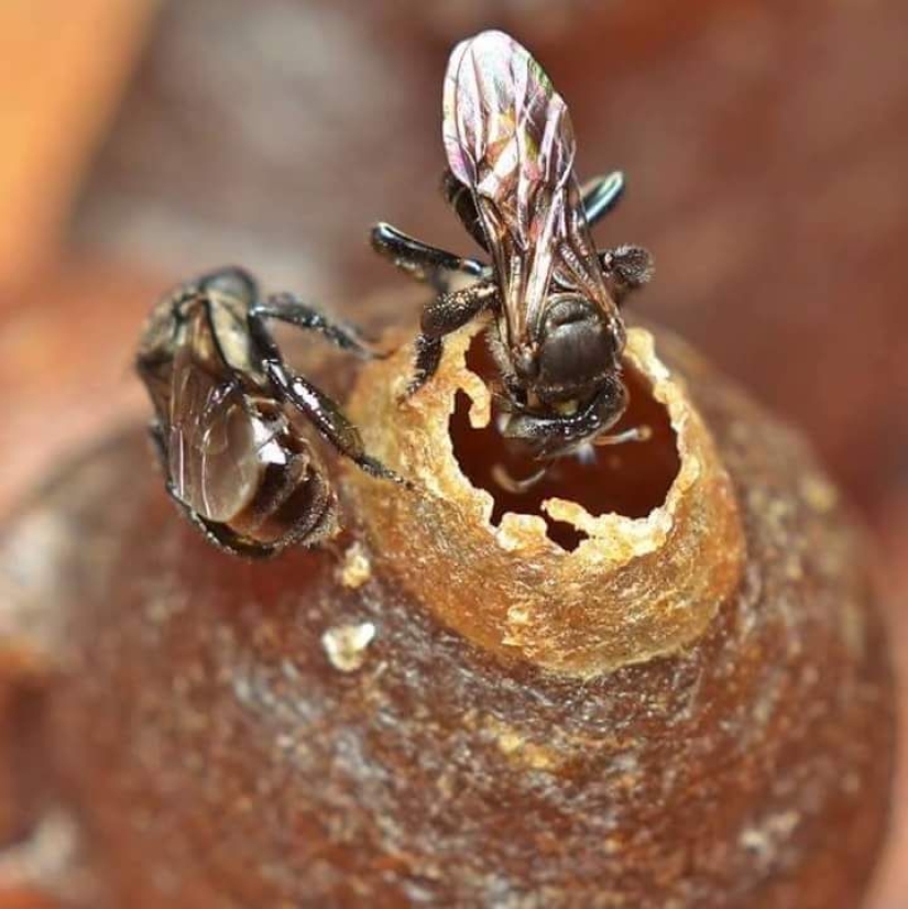 Abejas buitre “incorrectas” que se alimentan de carroña y producen la “miel correcta”