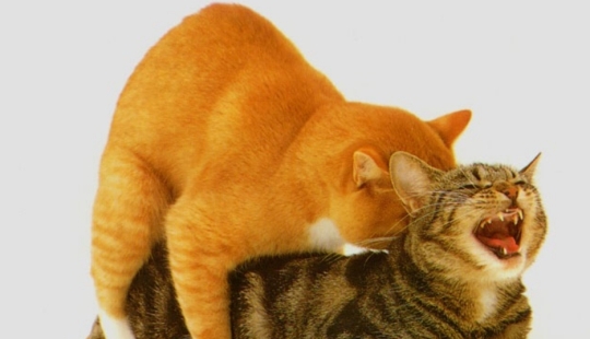 About it: 8 facts about cat sex