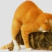 About it: 8 facts about cat sex