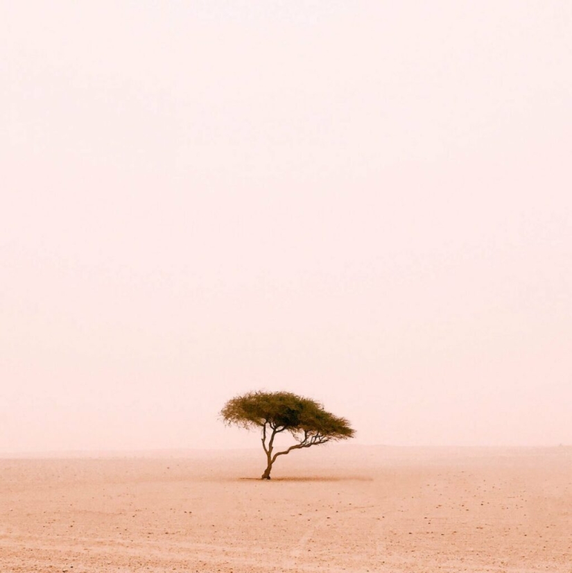 Acacia Tenere: el árbol más solitario de nuestro planeta