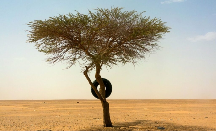 Acacia Tenere: el árbol más solitario de nuestro planeta