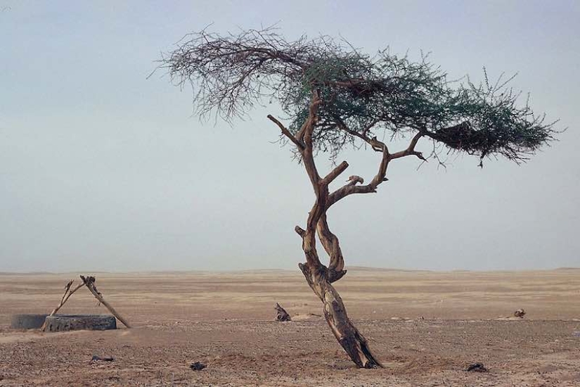 Acacia Tenere - the loneliest tree on our planet