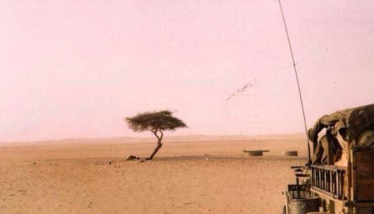 Acacia Tenere - the loneliest tree on our planet