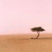 Acacia Tenere - the loneliest tree on our planet