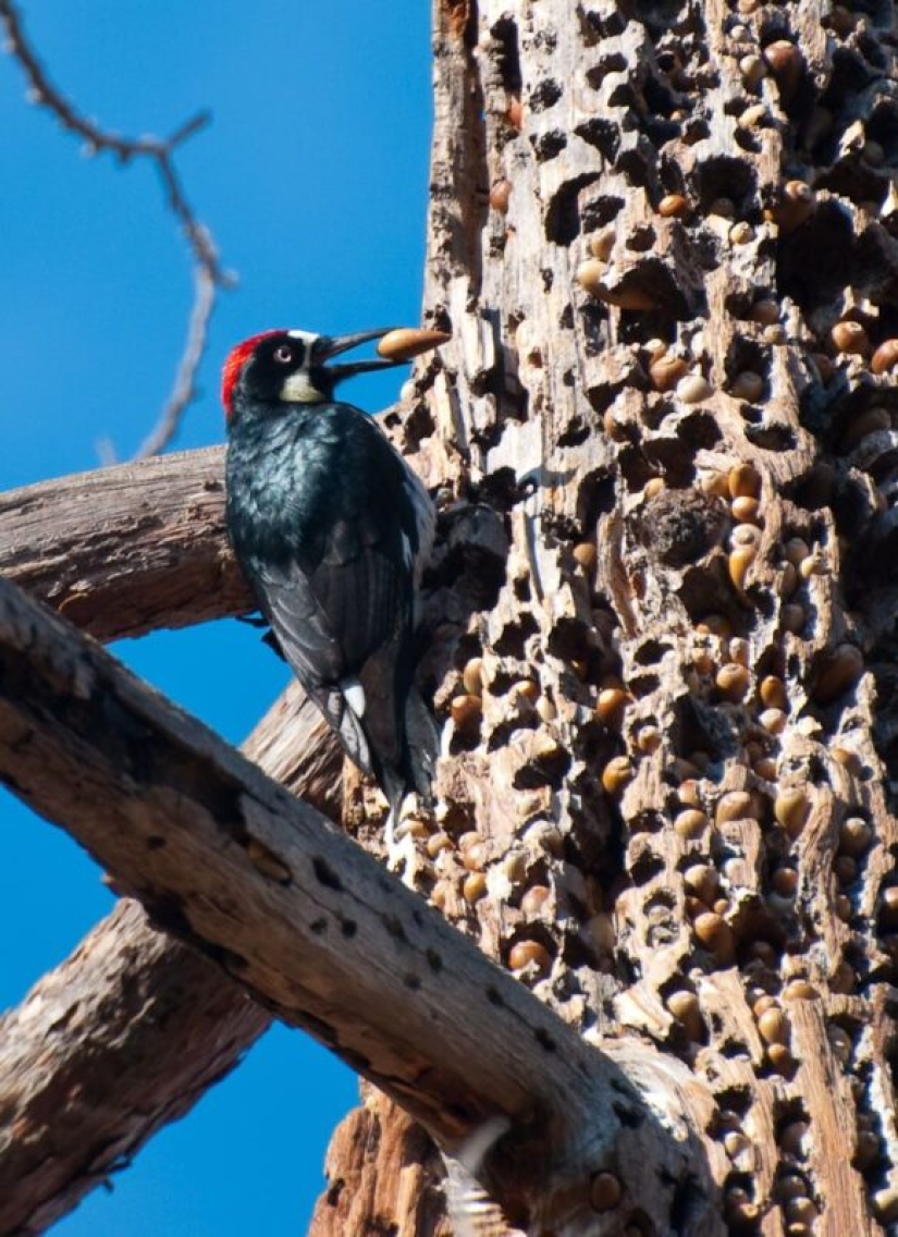 Acorn woodpeckers, or How to build socialism on a particular tree