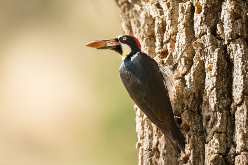 Acorn woodpeckers, or How to build socialism on a particular tree