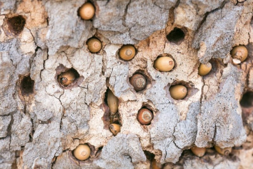 Acorn woodpeckers, or How to build socialism on a particular tree