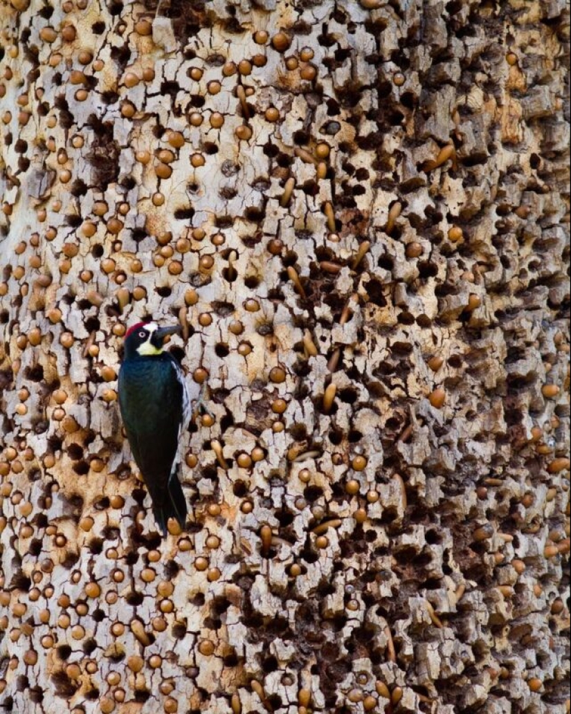 Acorn woodpeckers, or How to build socialism on a particular tree