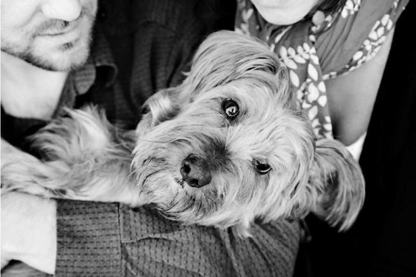 Adiós para siempre: el fotógrafo captura el último momento de amor entre el dueño y el perro antes de la eutanasia