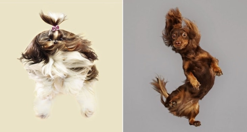Adorable flying dogs