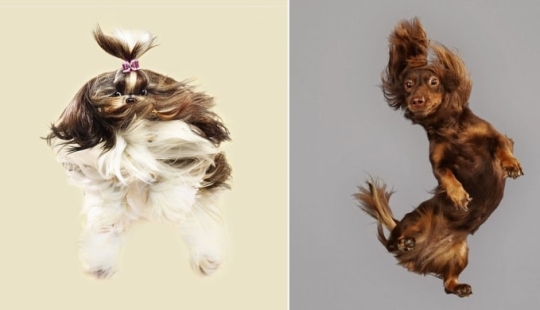 Adorable flying dogs