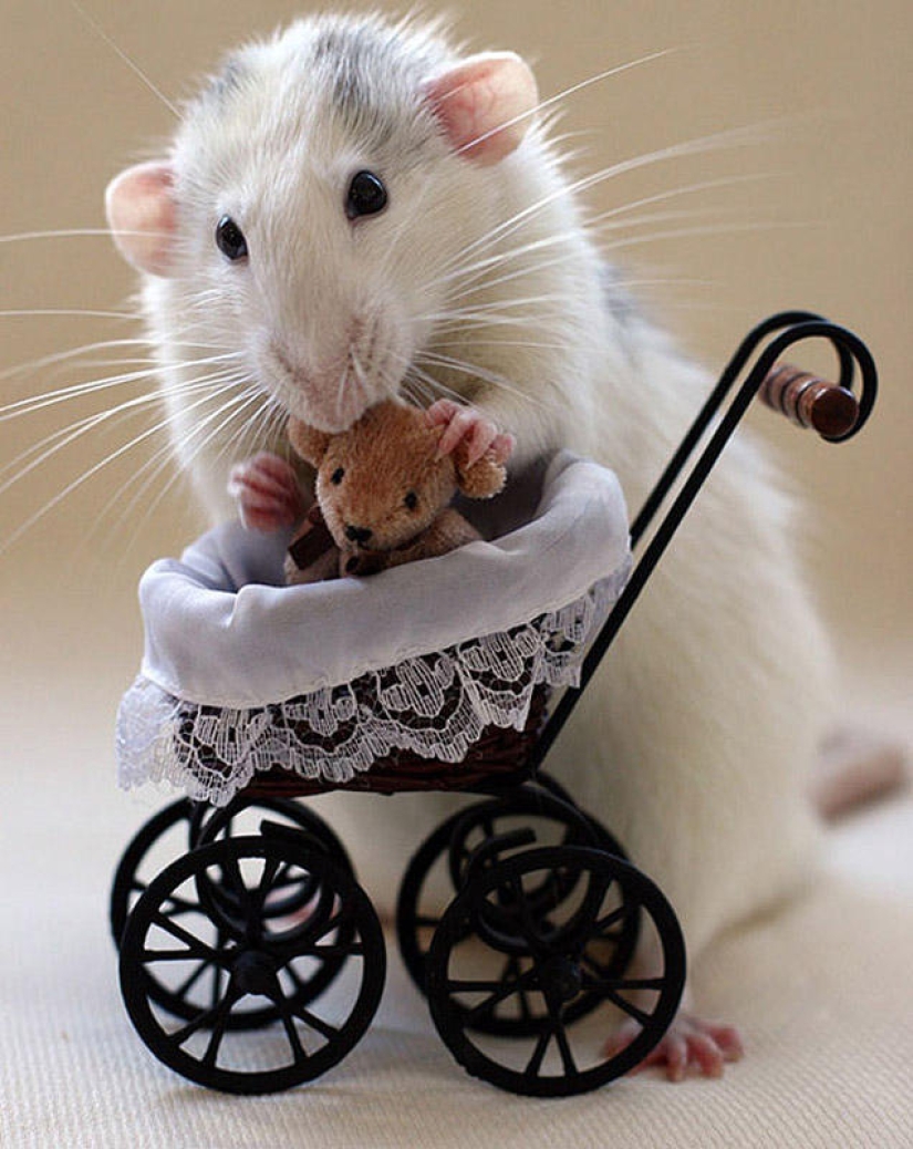 Adorable rats with teddy bears