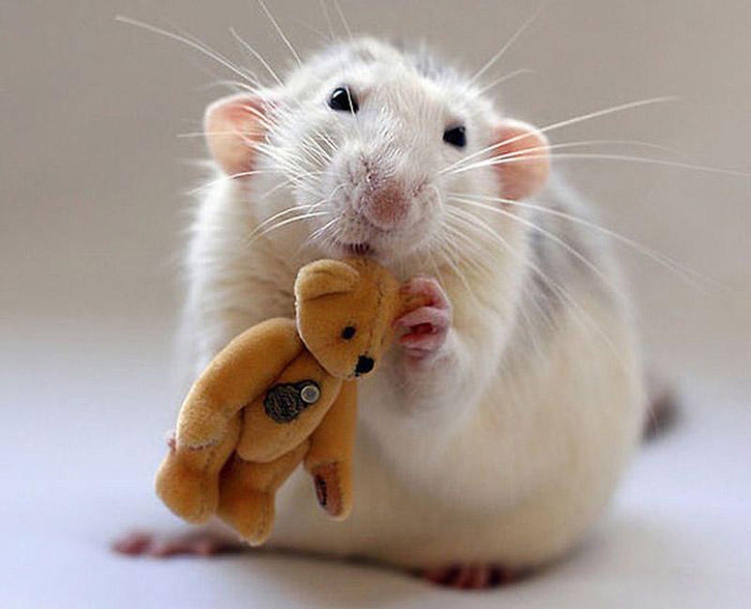 Adorable rats with teddy bears