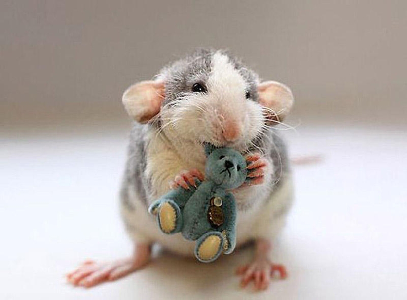 Adorable rats with teddy bears