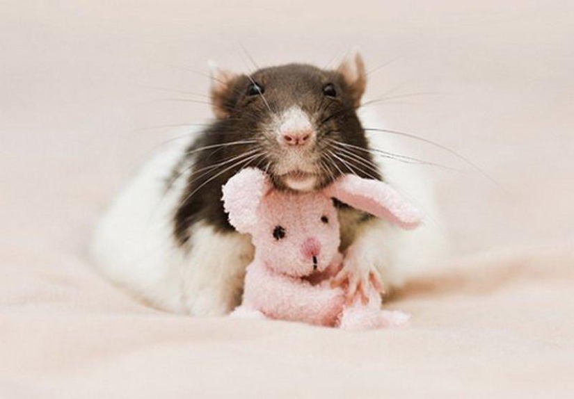 Adorable rats with teddy bears