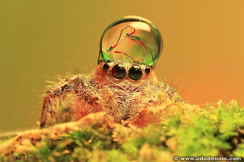 Adorable spiders in water caps