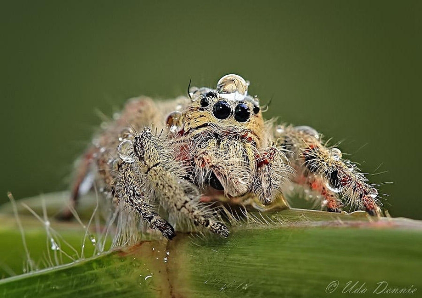 Adorable spiders in water caps