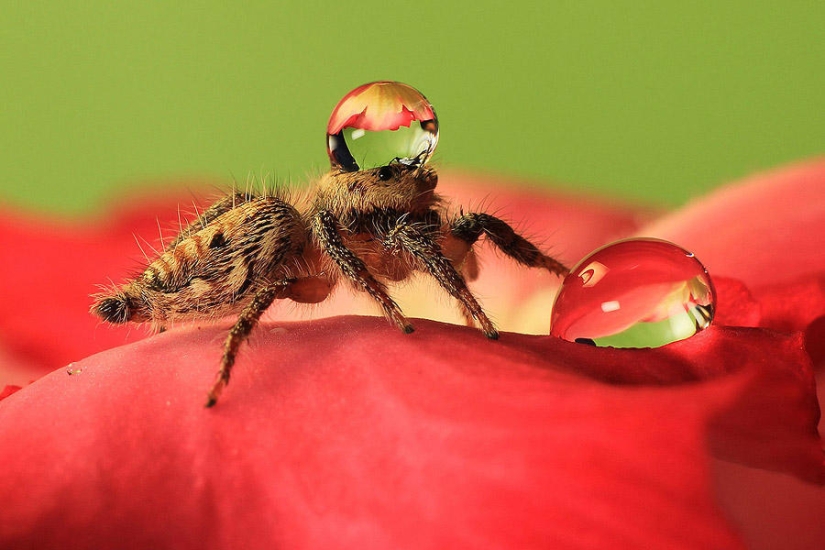 Adorable spiders in water caps