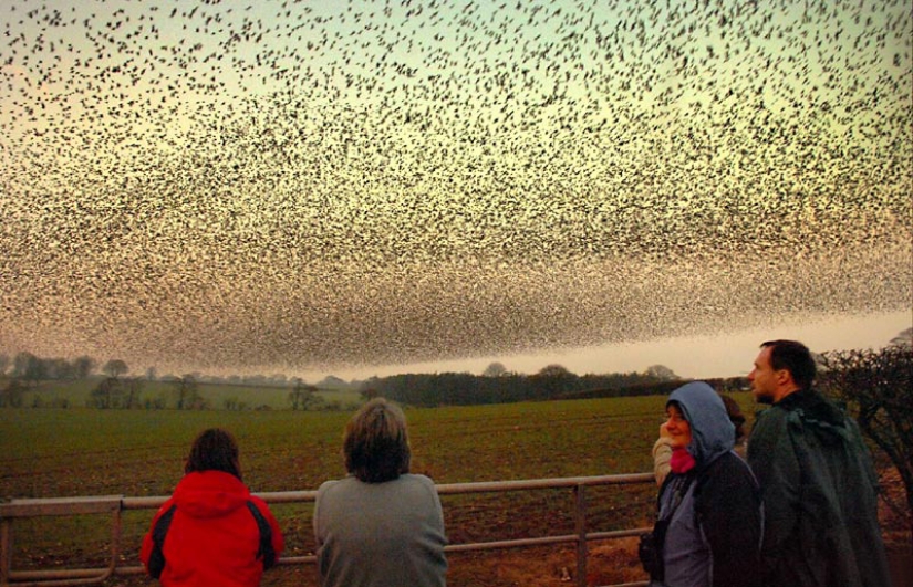 Aerial dance of thousands of starlings in the skies over Scotland