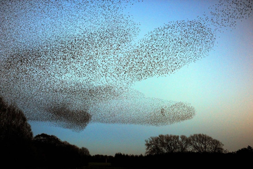 Aerial dance of thousands of starlings in the skies over Scotland