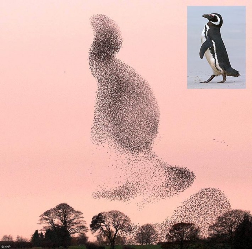 Aerial dance of thousands of starlings in the skies over Scotland