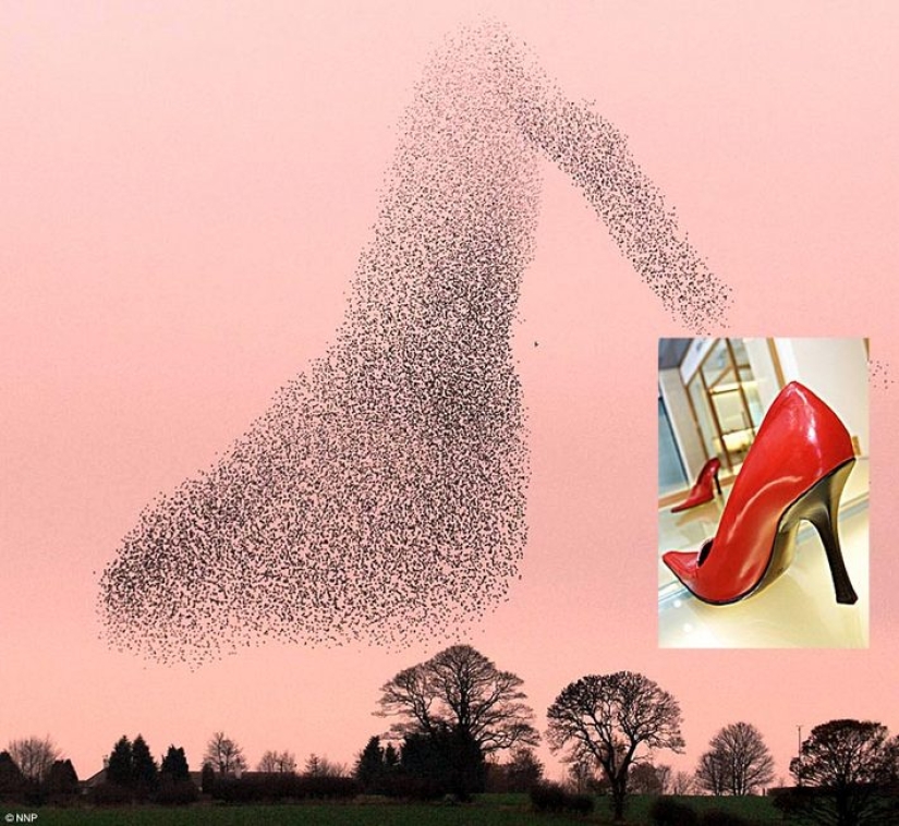 Aerial dance of thousands of starlings in the skies over Scotland