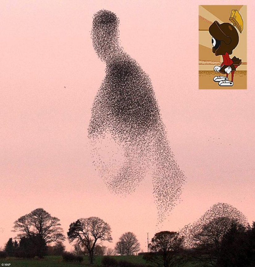 Aerial dance of thousands of starlings in the skies over Scotland