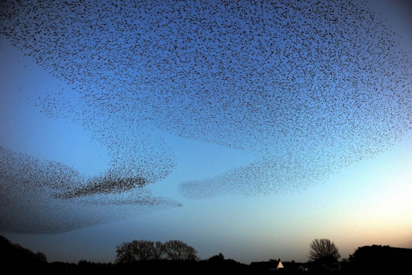 Aerial dance of thousands of starlings in the skies over Scotland