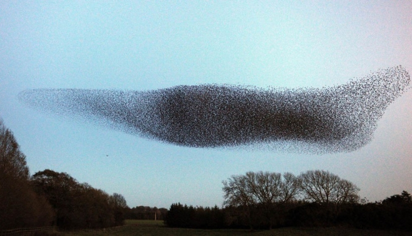 Aerial dance of thousands of starlings in the skies over Scotland