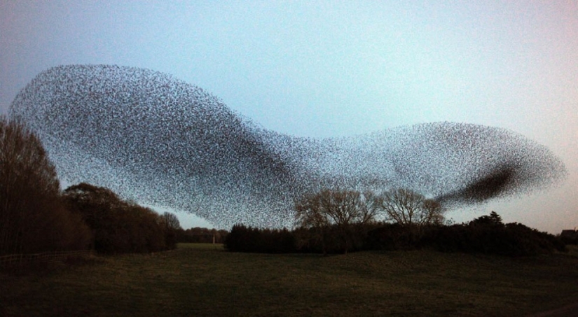 Aerial dance of thousands of starlings in the skies over Scotland