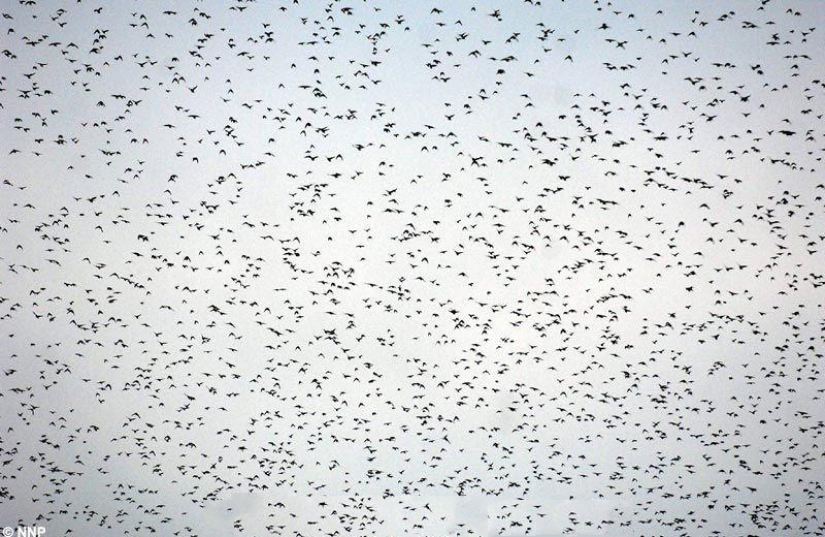 Aerial dance of thousands of starlings in the skies over Scotland