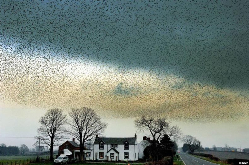 Aerial dance of thousands of starlings in the skies over Scotland