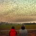 Aerial dance of thousands of starlings in the skies over Scotland