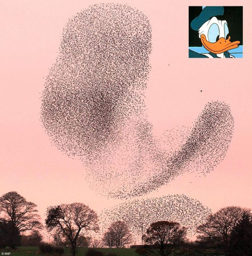 Aerial dance of thousands of starlings in the skies over Scotland