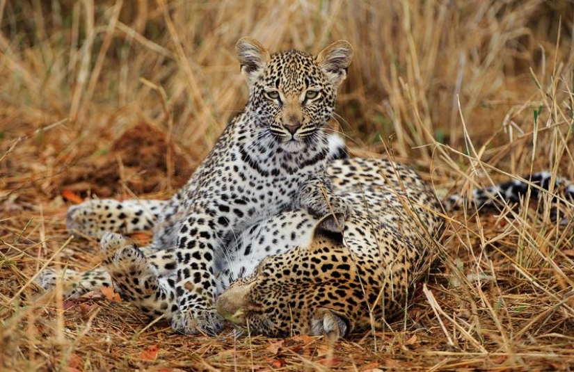 African leopards in photographs by Greg du Toit