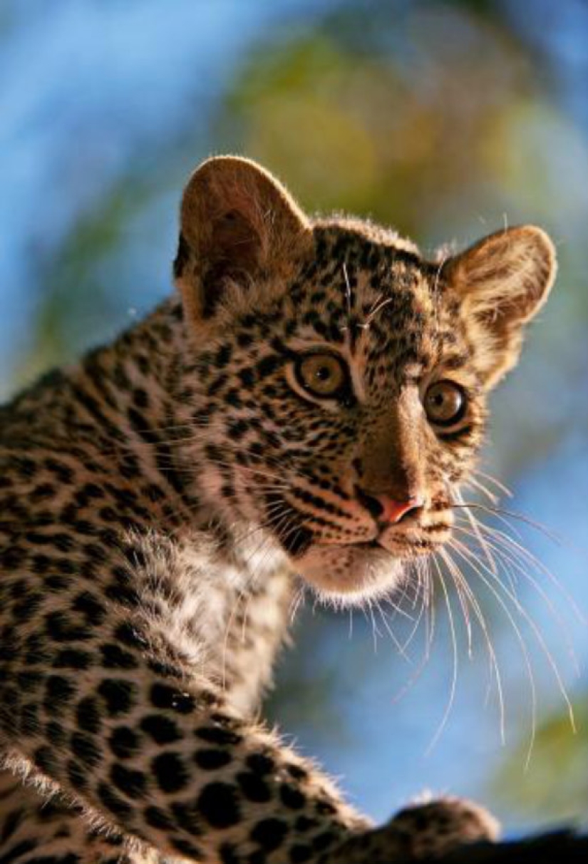 African leopards in photographs by Greg du Toit