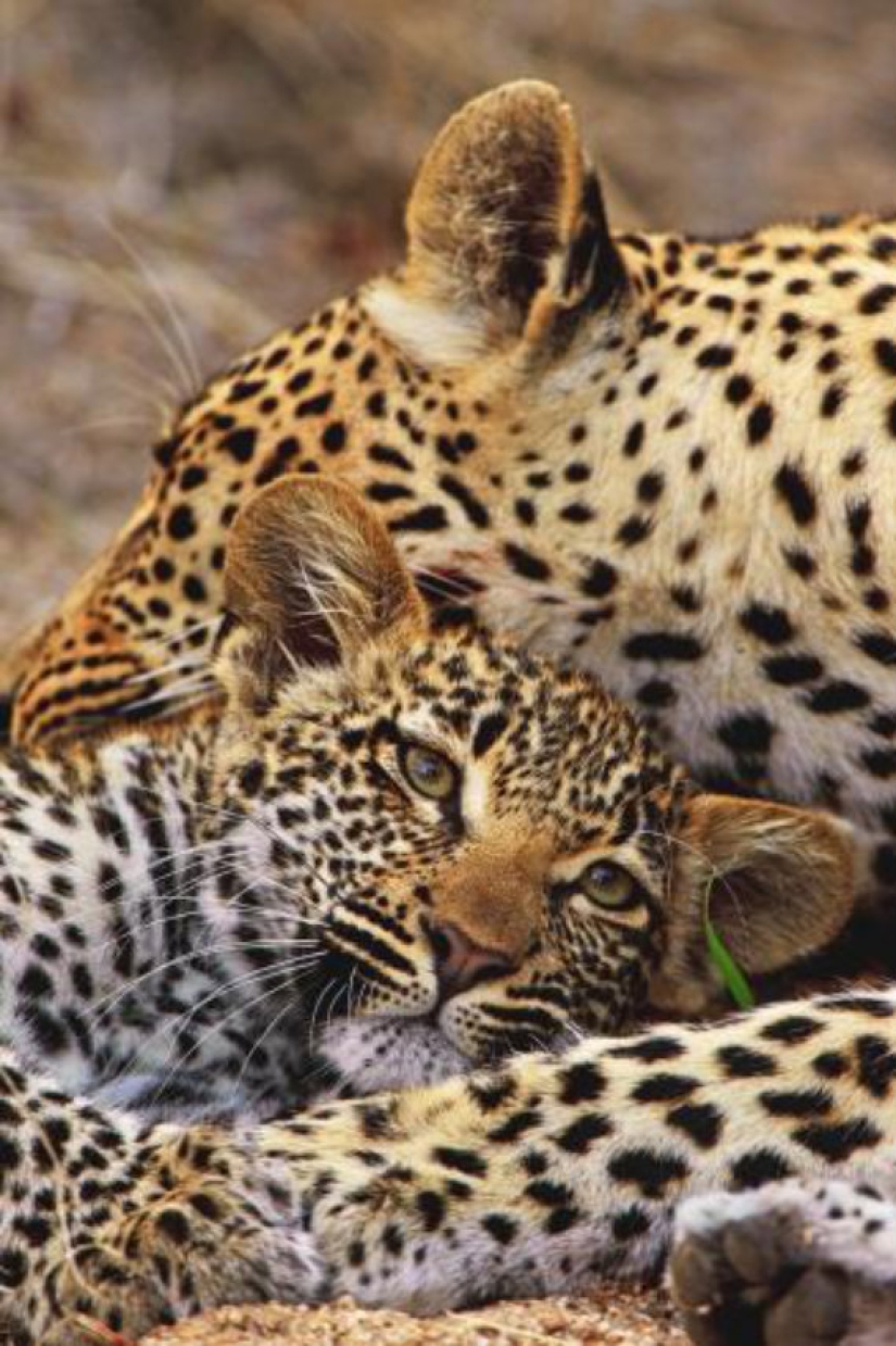 African leopards in photographs by Greg du Toit