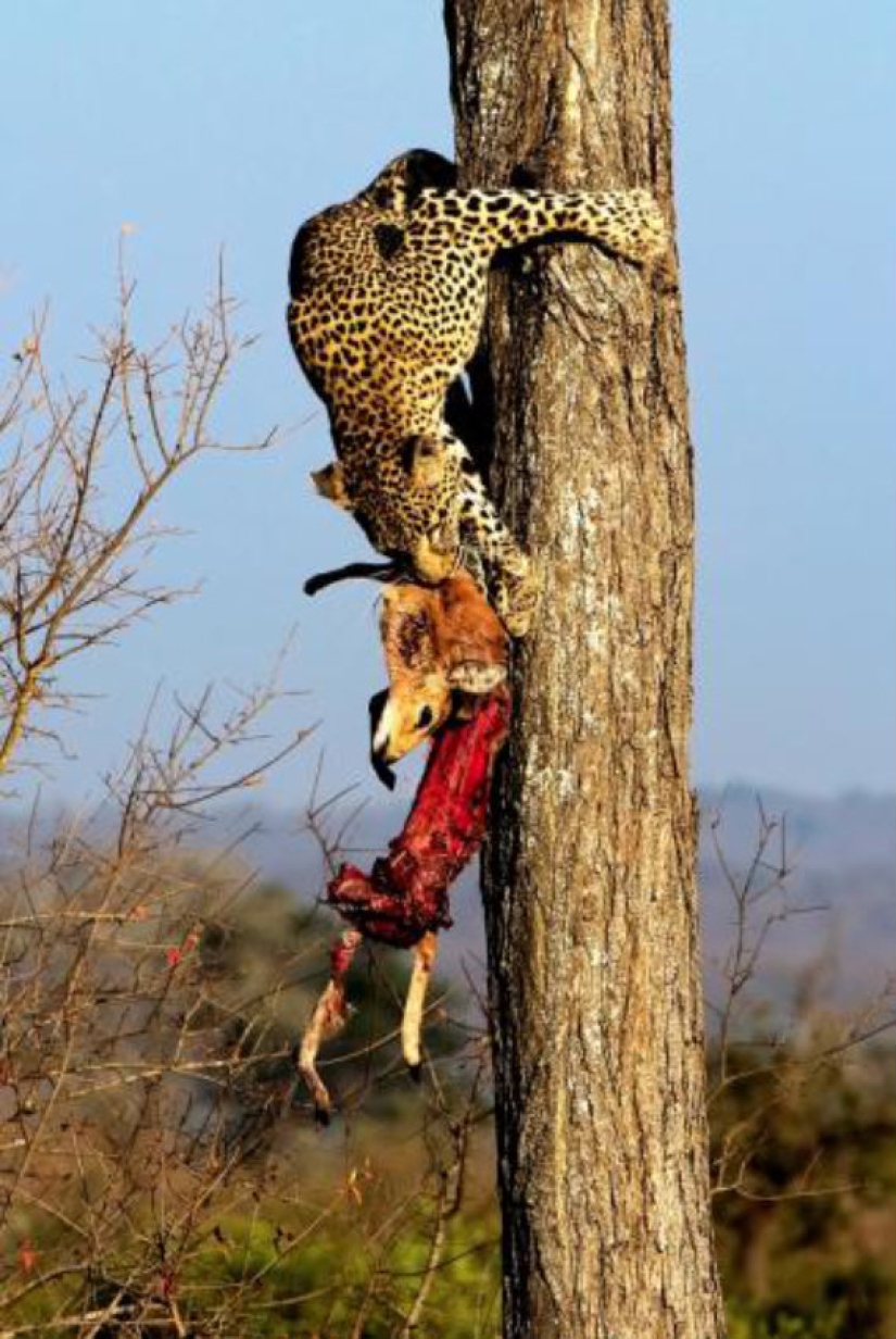 African leopards in photographs by Greg du Toit