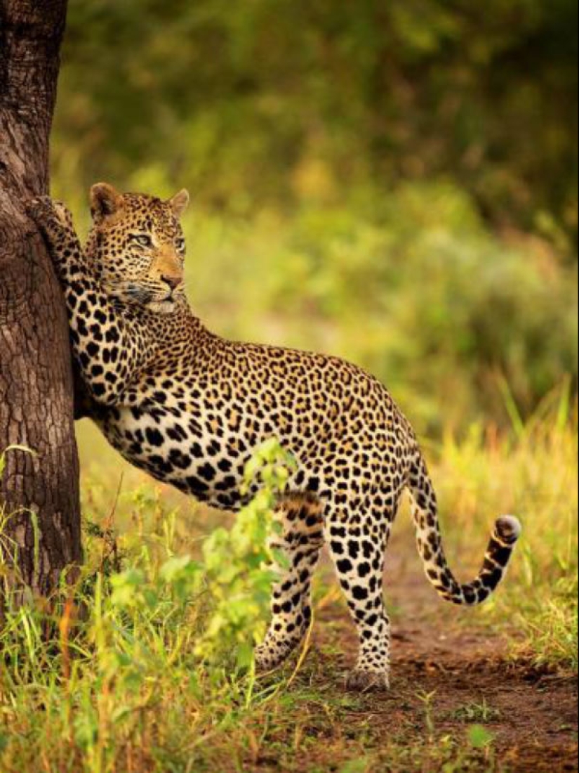 African leopards in photographs by Greg du Toit